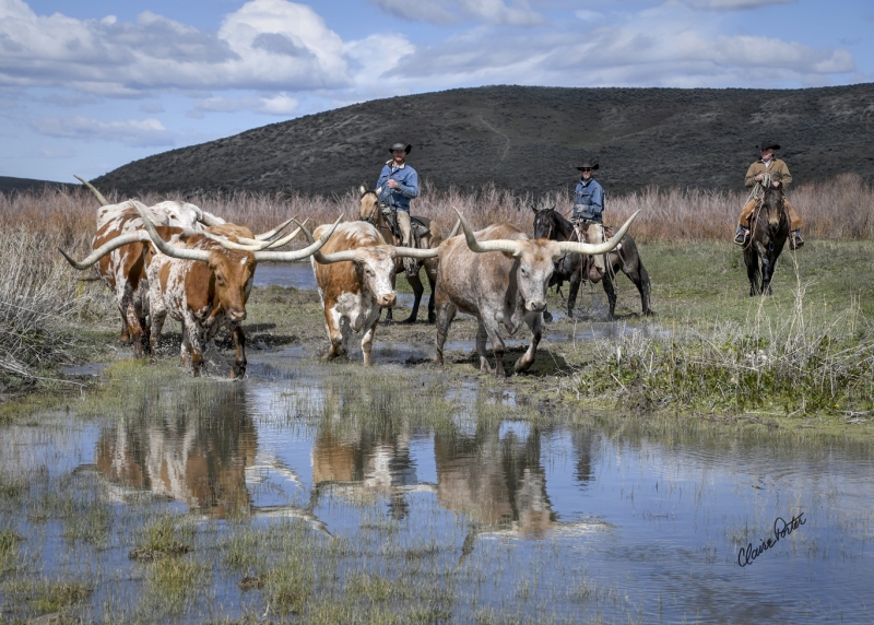 Longhorn Reflections by artist Claire Porter